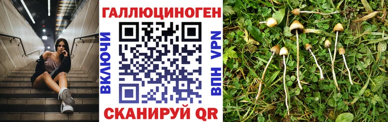 наркотики  Североуральск  это клад  Псилоцибиновые грибы GOLDEN TEACHER 